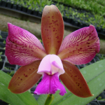 Cattleya leopoldii